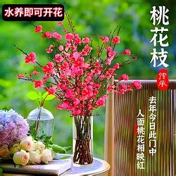 桃花枝怎麼養|【桃花枝怎麼養】桃花枝水培秘訣大公開！輕鬆擁有美麗桃花運